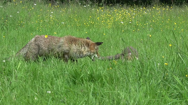 红狐，雌狐，母狐和幼崽，法国诺曼底，慢镜头视频素材