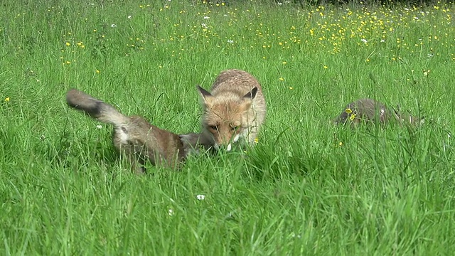 红狐，小狐，妈妈和小熊，在法国诺曼底，慢镜头视频素材