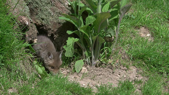 红狐狸，秃鹰，幼仔站在诺曼底的洞穴入口，实时报道视频素材