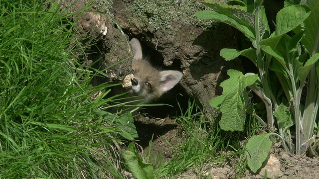 红狐狸，雌狐，母狐和幼崽站在洞穴入口，诺曼底，实时报道视频素材