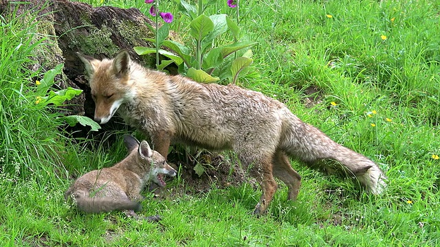 红狐狸，雌狐，母狐和幼崽站在洞穴入口，诺曼底，实时报道视频素材