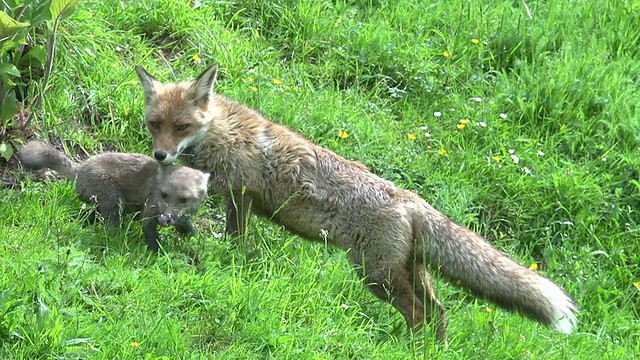 红狐狸，狼，妈妈和幼崽在草地上行走，诺曼底，实时视频素材