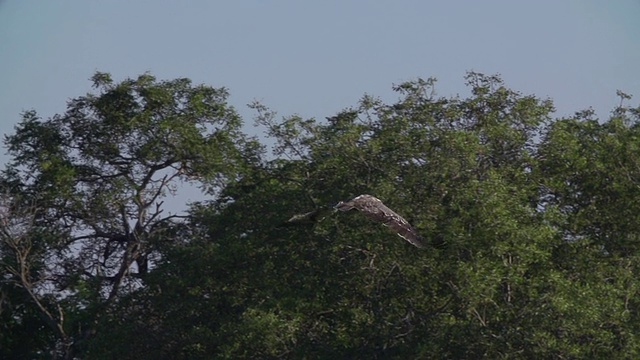 MS SLO MO TS PAN少年格斗鹰飞行/克鲁格国家公园，普马兰加，南非视频素材