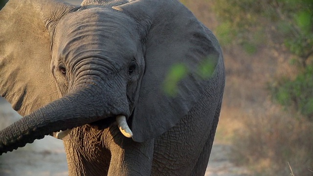 大象竖起鼻子吸气/南非普马兰加克鲁格国家公园视频素材