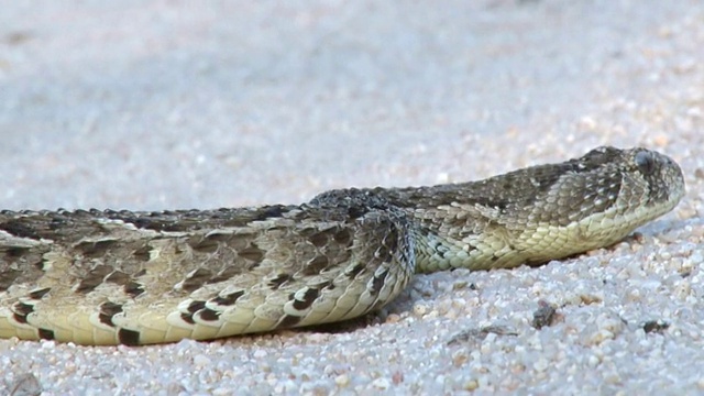 南非普马兰加克鲁格国家公园，粉扑蛇在砾石路上轻弹舌头的镜头视频下载