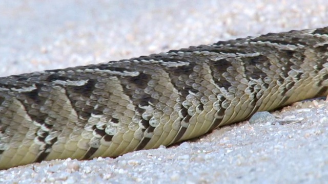 在南非普马兰加的克鲁格国家公园的砾石路上拍摄的粉扑蝰蛇视频下载