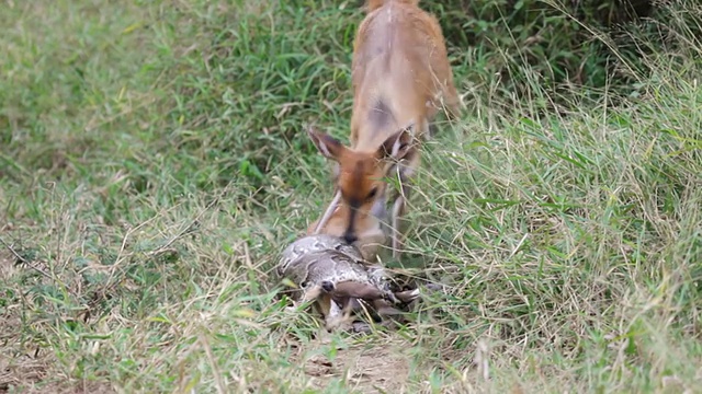 南非普马兰加克鲁格国家公园，雌丛林鹿攻击蟒蛇勒死小丛林鹿视频下载