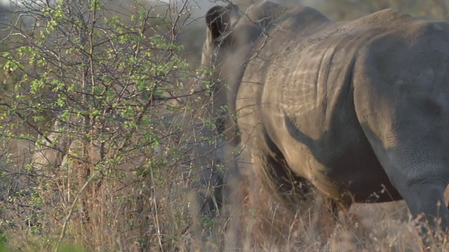 犀牛和小牛在草地上行走的照片/克鲁格国家公园，普马兰加，南非视频下载