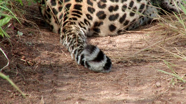 豹身景观/克鲁格国家公园，普马兰加，南非视频下载