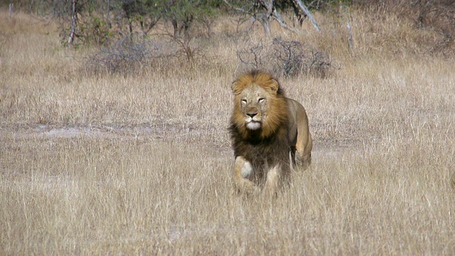 南非普马兰加克鲁格国家公园拍摄的狮子奔跑的照片视频下载