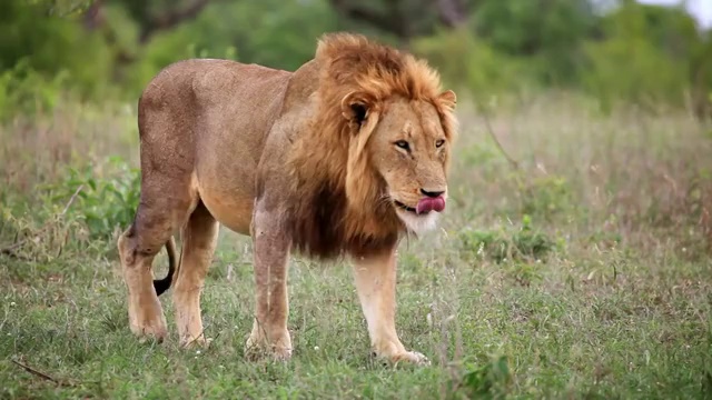 两只狮子在南非普马兰加的克鲁格国家公园用鼻子蹭来蹭去视频下载