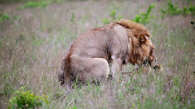 正在交配的狮子/克鲁格国家公园，普马兰加，南非视频素材