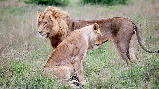 咆哮的狮子/克鲁格国家公园，普马兰加，南非视频下载