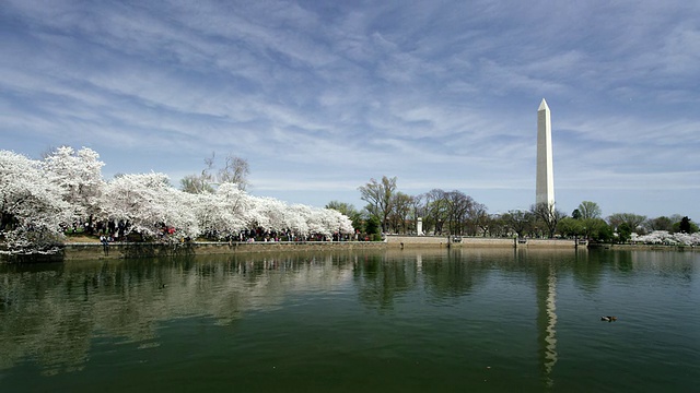 华盛顿纪念碑和樱花倒映在潮汐池里。混合运动组成。视频素材