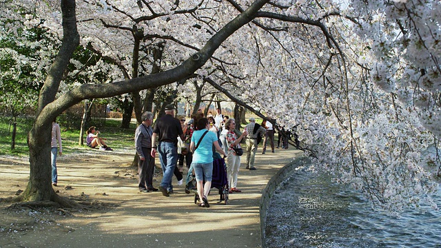华盛顿特区潮汐盆地樱花盛开，游客与落花慢镜头。视频下载