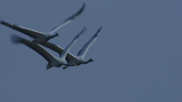 SLO MO MS的鹤群在傍晚向照相机和右方飞去视频素材