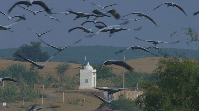 SLO MO MS飞着一群蓑羽鹤，在黄昏的光线中离开，蓝天映衬着小庙，ZI和PAN留下了一只鸟，MS在飞翔视频素材