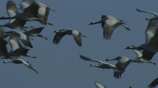 LA SLO MO一群蓑羽鹤在蓝天的映衬下向左飞去，转向镜头视频下载