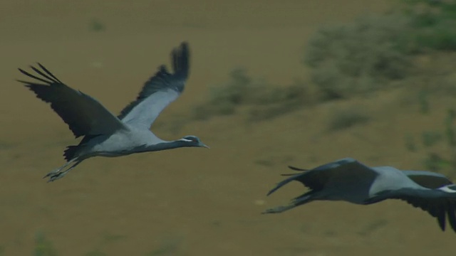 SLO MO PAN右边是一群飞翔的蓑羽鹤，背景是植被视频素材