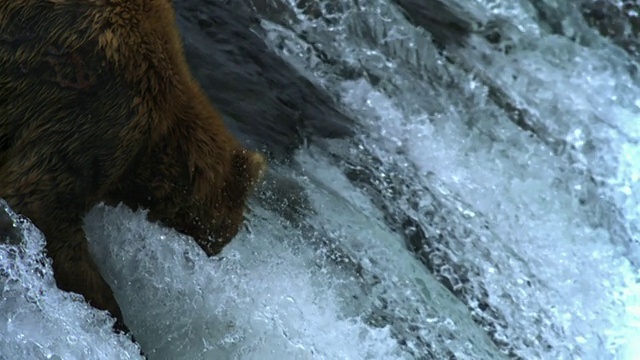 灰熊在瀑布上跳跃时捕捉鲑鱼。视频素材