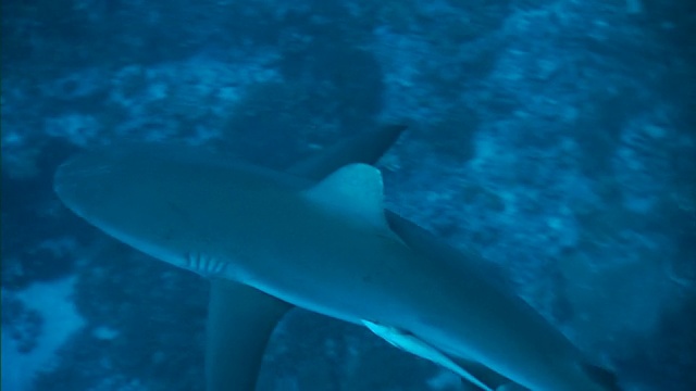 法属波利尼西亚的珊瑚礁上游动着灰礁鲨视频下载