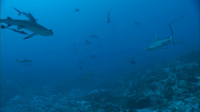 法属波利尼西亚的珊瑚礁上聚集着灰礁鲨视频下载