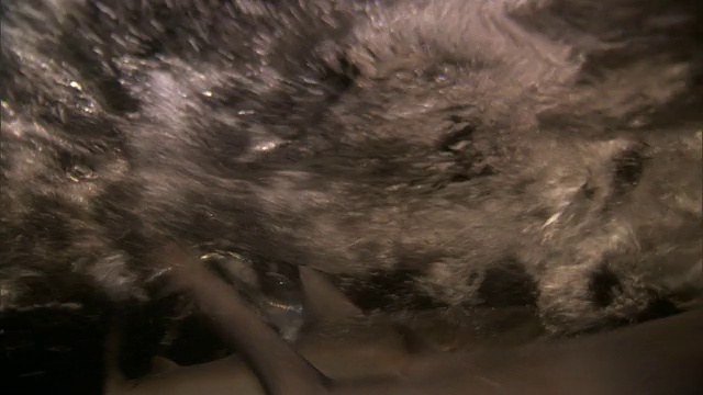 太平洋的灰礁鲨在晚上吃针鱼视频下载