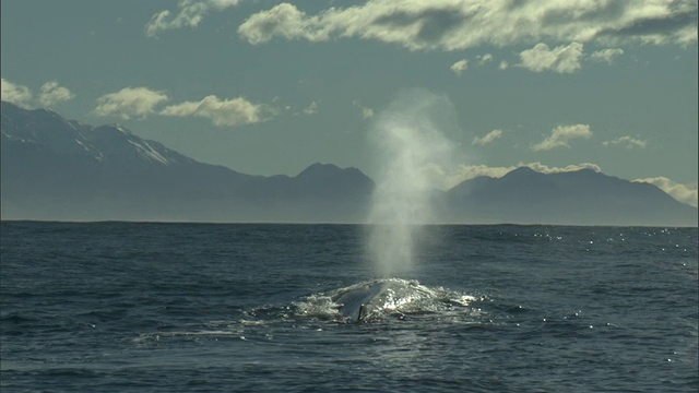 抹香鲸喷口，新西兰视频素材