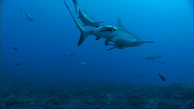 法属波利尼西亚的珊瑚礁上聚集着灰礁鲨视频下载
