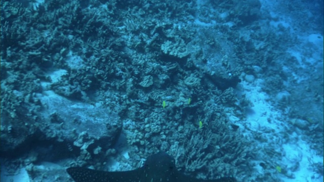 斑点鹰鳐(Aetobatus narinari)游过珊瑚礁，夏威夷视频素材