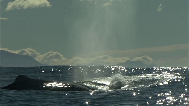 新西兰，抹香鲸(Physeter macrocephalus)喷水并抬起尾巴视频素材