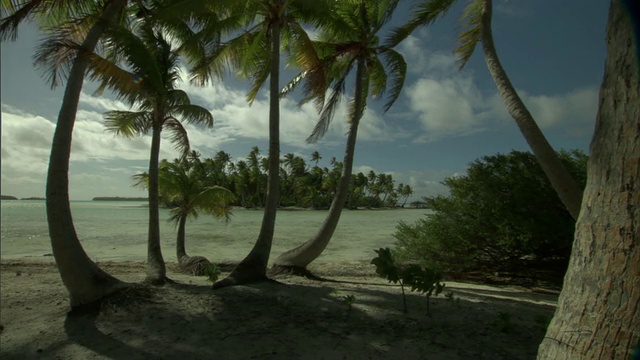 棕榈树(Cocos nucifera)和浅水泻湖岛，朗伊罗，法属波利尼西亚视频素材