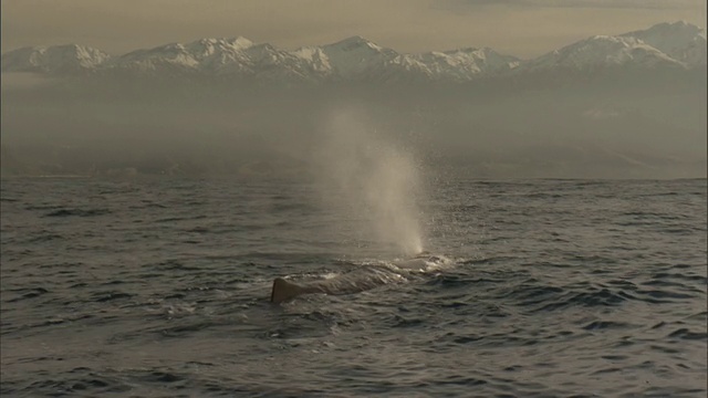 抹香鲸喷口，新西兰视频素材
