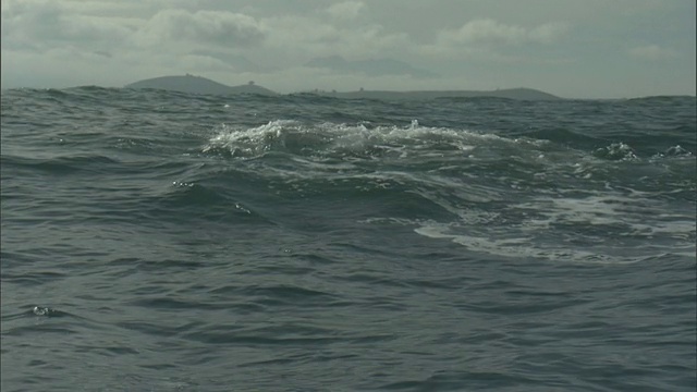 新西兰抹香鲸(Physeter macrocephalus)抬起尾巴视频素材