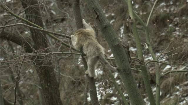 小金丝猴从树上爬下来，周志国家级自然保护区视频素材