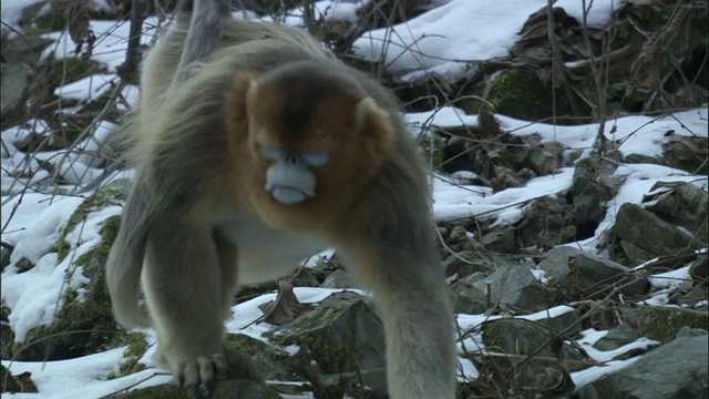 金丝猴走过森林，周志国家级自然保护区，中国视频下载