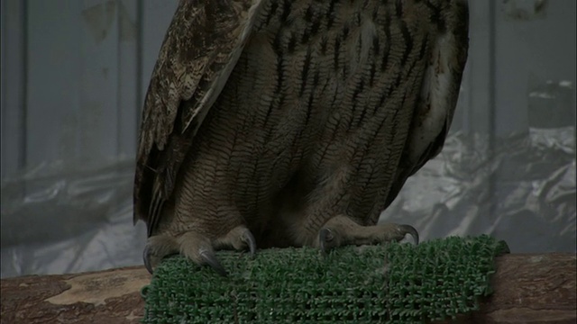 北京康复中心，猫头鹰栖息在高处。视频下载
