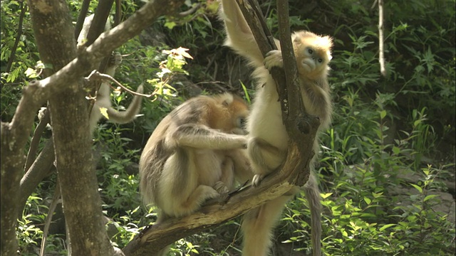佛坪，金丝猴在树上交配。视频素材