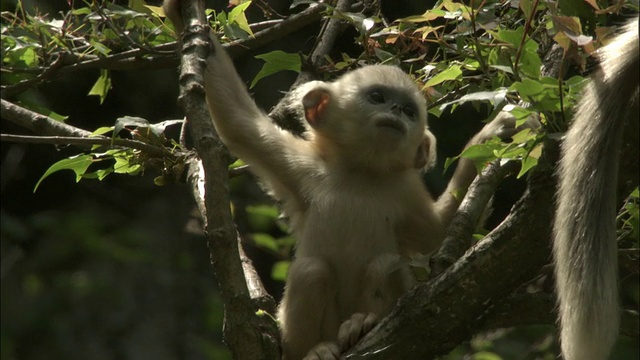 佛坪，金丝猴宝宝坐在树上。视频素材