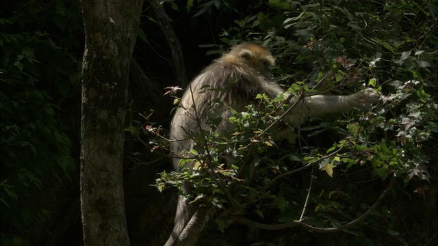 金丝猴在树上吃，佛坪。视频素材