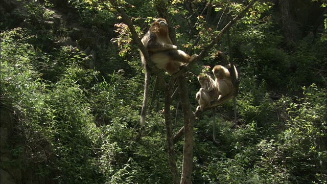 佛坪，金丝猴坐在树上。视频素材