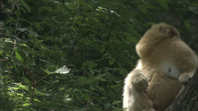 金丝猴在树上梳另一只，佛坪。视频素材