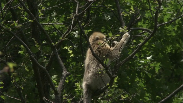 金丝猴在树上吃，佛坪。视频素材