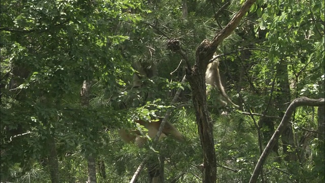佛坪，金丝猴在树上爬。视频素材