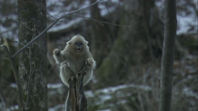 在周志国家级自然保护区的森林里，金丝猴从一棵树跳到另一棵树视频素材