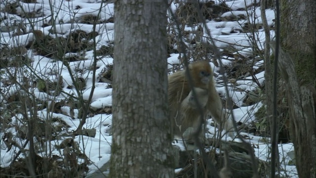 金丝猴抱着幼崽穿过周志国家级自然保护区的森林视频下载