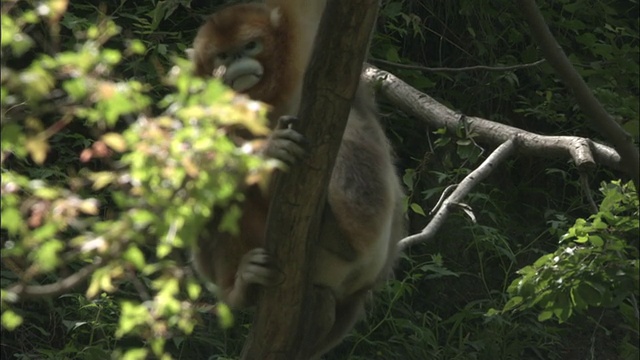 佛坪，金丝猴爬过树。视频素材
