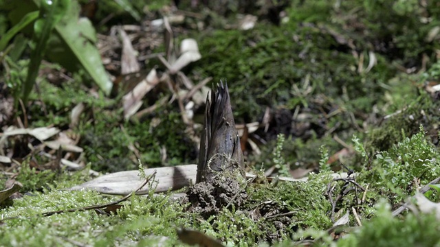 竹子(竹科)的茎从森林地面，云南，中国视频购买