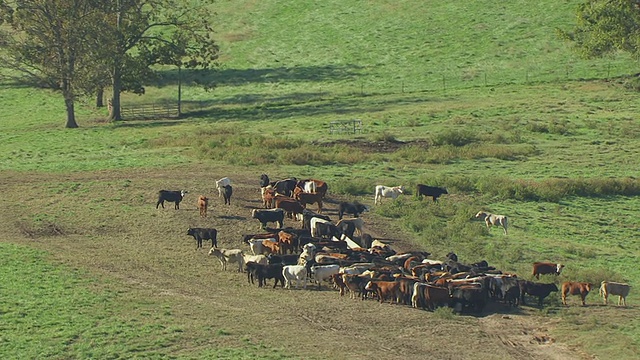 WS AERIAL TS在美国密苏里农场拍摄的奶牛视频素材