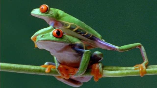 红眼树蛙踩着另一只栖息在小树枝上的青蛙，导致小树枝掉落视频下载